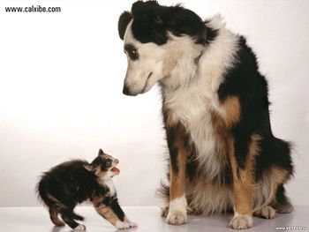 Dog And Cat screenshot
