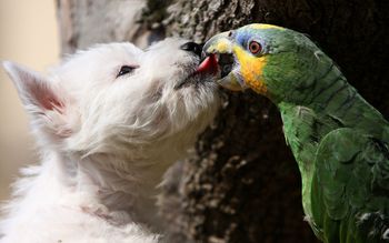 Dog And Parrot screenshot