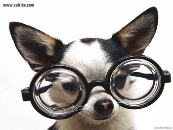 Dog With Googles screenshot