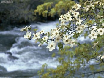 Dogwood Tree Blooms Yosemite California screenshot