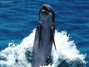 Dolphin Backward Swimming Feat screenshot