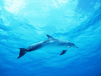 Dolphin in Deep Blue Sea screenshot
