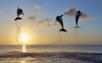 Dolphins in Bay Islands screenshot