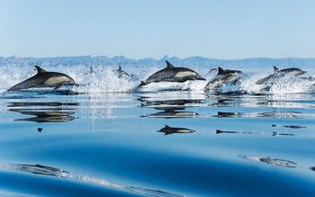 Dolphins in Sea screenshot