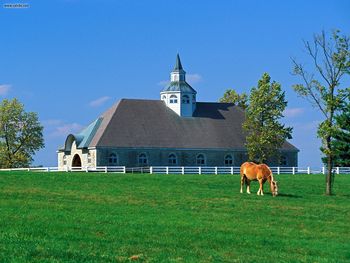Donamire Horse Farm, Lexington, Kentucky screenshot