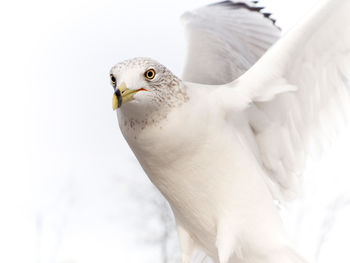 Dove Pure White Bird screenshot