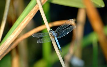 Dragonfly screenshot