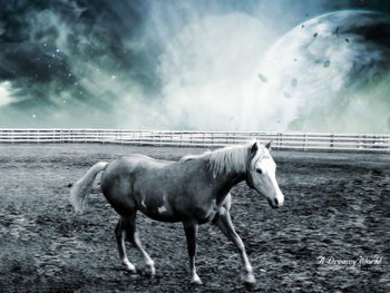 Dreamy Horse World screenshot