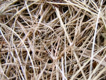 Dried Grass screenshot