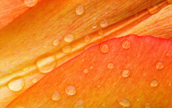 Drops on Flower Petals screenshot