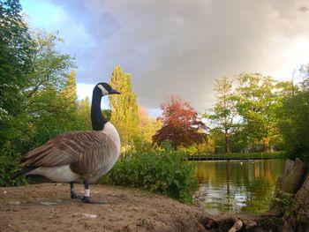 Duck Getting Ready To Alight In The Garden Lake screenshot