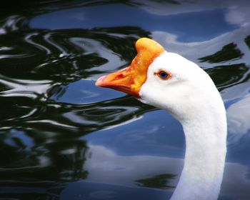 Duckduck screenshot