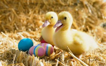 Ducklings Pair screenshot