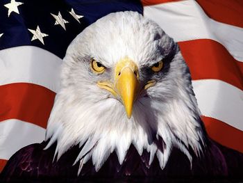 Eagle Bird on Flag screenshot
