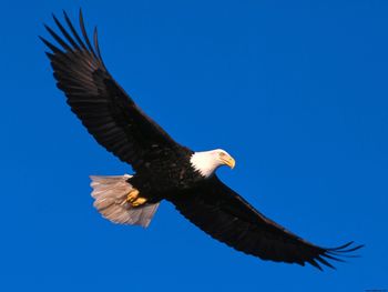 Eagle Soaring High screenshot