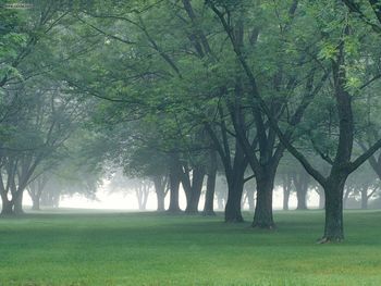 Early Morning Mist Central Indiana screenshot