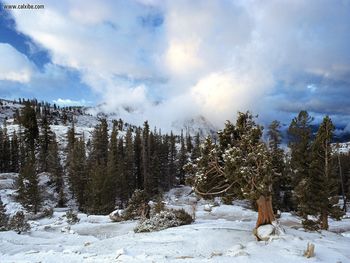 Early Snow Tree Huddle Sierra Nevada California screenshot