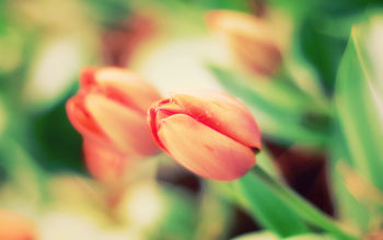 Early Tulips screenshot