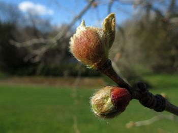 Earmarked For Spring screenshot