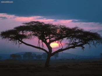 East African Sunset screenshot