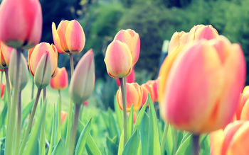 Easter Tulips screenshot