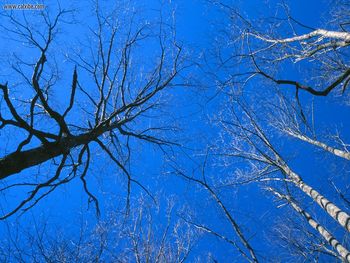 Eastern Deciduous Forest Tennessee screenshot