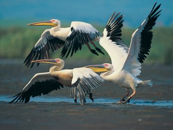 Eastern White Pelicans In Flight screenshot