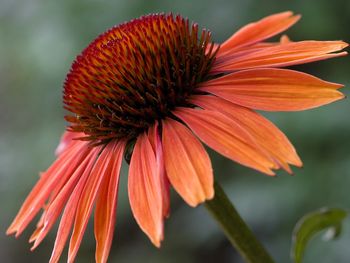 Echinacea Sundown screenshot