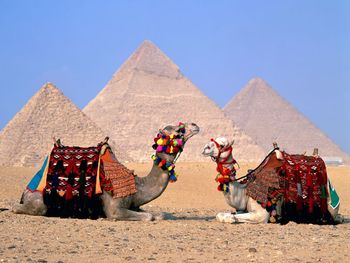 Egypt Cairo Camels screenshot