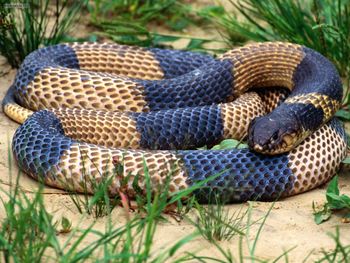 Egyptian Banded Cobra screenshot