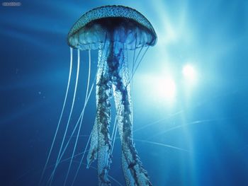 Electric Jellyfish screenshot