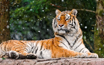 Elena Siberian Tigress 4K screenshot