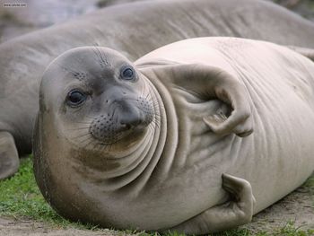 Elephant Seal Pup Ano Nuevo State Reserve California screenshot