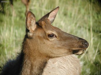 Elk Face screenshot