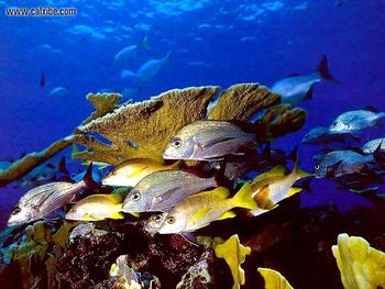 Elkhorn Coral With Gruntssnappers screenshot