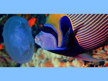 Elphinstone Reef Hurgada screenshot