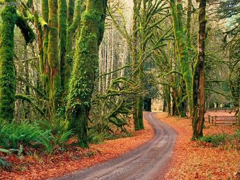 Elwha River Road Olympic National Park Washington screenshot