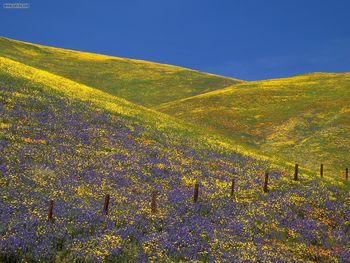 Elysian Fields Gorman California screenshot