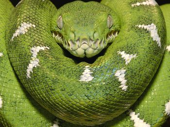 Emerald Tree Boa Amazon Equador screenshot