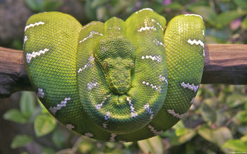 Emerald Tree Boa Snake screenshot