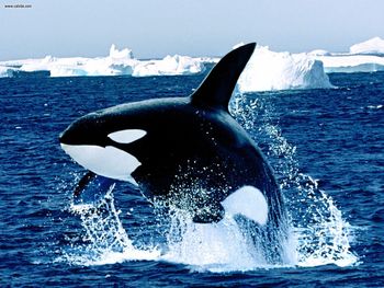 Emerging Killer Whale screenshot