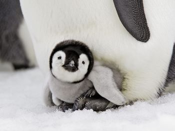 Emperor Penguin Chick, Snow Hill Island, Antarctica screenshot