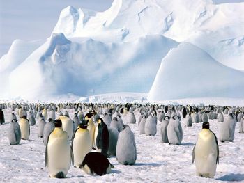 Emperor Penguins Antarctica screenshot