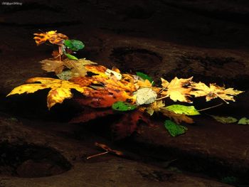 End Of Autumn, Coos County, Oregon screenshot