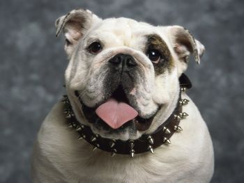 English Bulldog screenshot