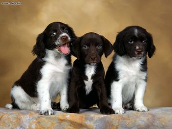 English Springer Spaniel Puppies screenshot