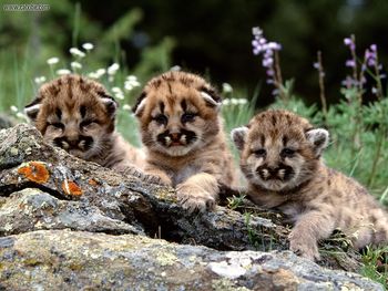 Enjoying The Show Mountain Lion Cubs screenshot