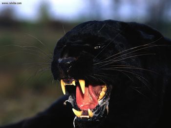 Enraged Black Leopard screenshot