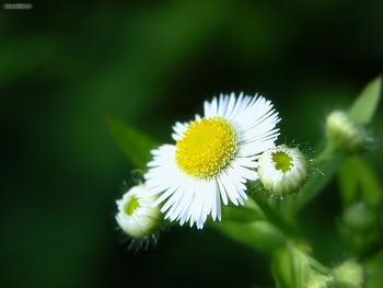 Erigeron Annuus screenshot