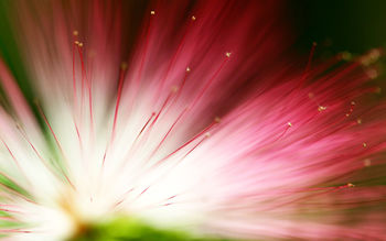 Eucalyptus Flower screenshot